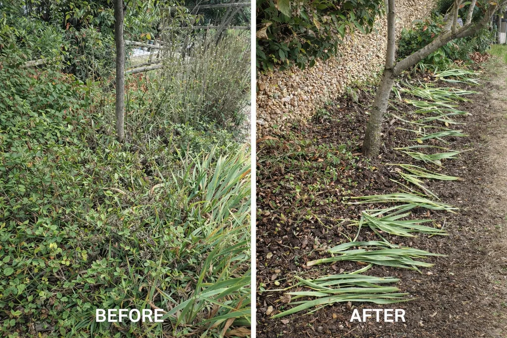 Border clearance & mulching